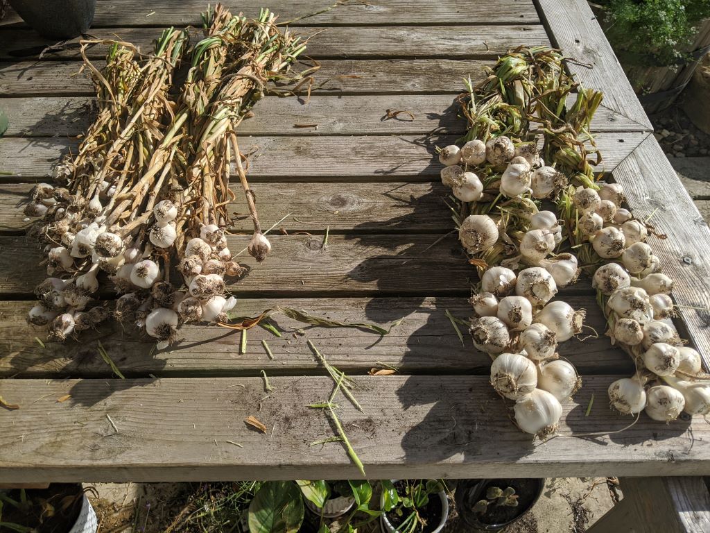 My Attempts to braid garlic