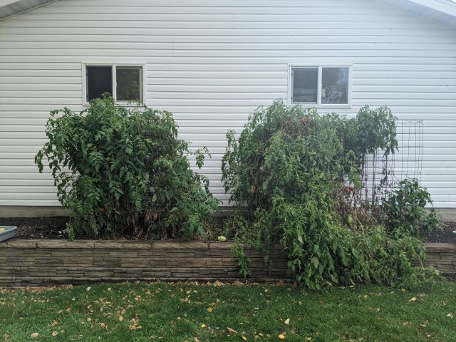 Green tomato and pepper plants